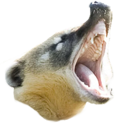 dog, animals, coati teeth, the animals are cute, wild animals