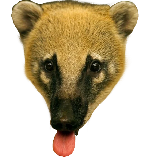 nosukha, nosukha coati, hewan hewan itu lucu, nosukha nelson, hewan hidung