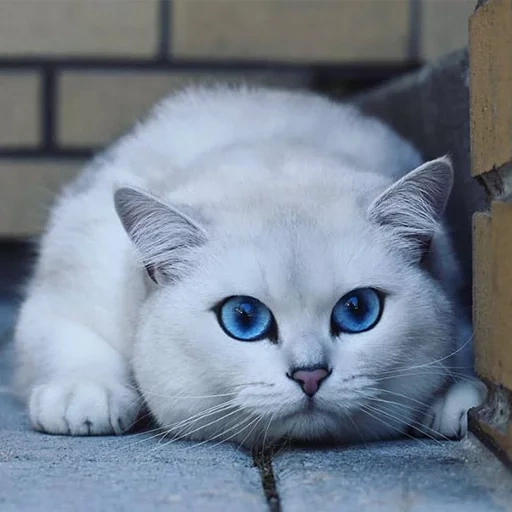 кот коби, коби порода кошек, кошка голубыми глазами порода, белый голубоглазый кот порода, белая кошка голубыми глазами порода