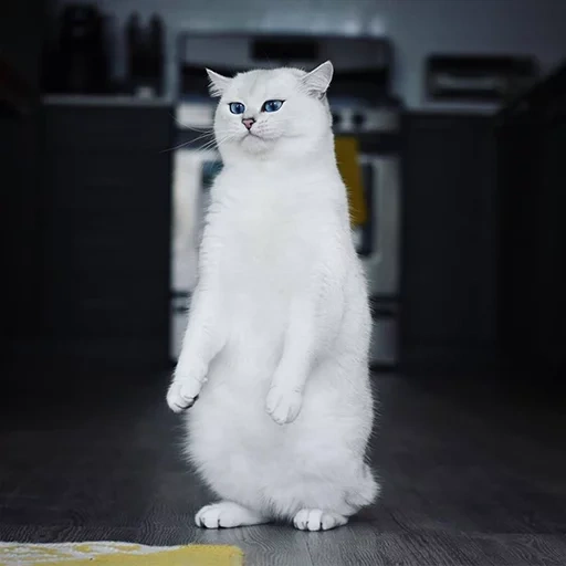 кот, кот коби, белый кот, кошка коби, белая кошка