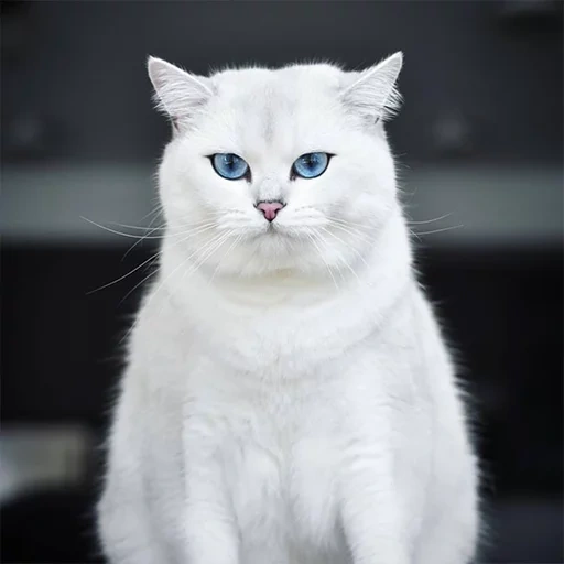 кот коби, белая британская кошка, британская шиншилла коби, серебристая шиншилла колор пойнт, белый кот голубыми глазами толстый