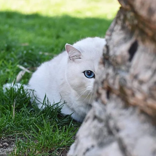 кошка, кошечка, белая кошка, животные милые, шиншилла кошка серебристая