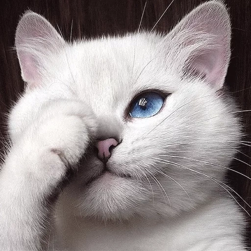 кот коби, белая кошка, голубоглазая кошка, красивая белая кошка, белая кошка голубыми глазами