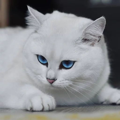 кот коби, кошка белая, шотландская кошка коби, британская шиншилла коби котята, белая кошка голубыми глазами коби
