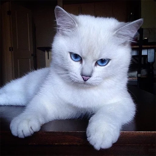 кот, кот коби, британец белый, кошка британская, британская короткошёрстная кошка