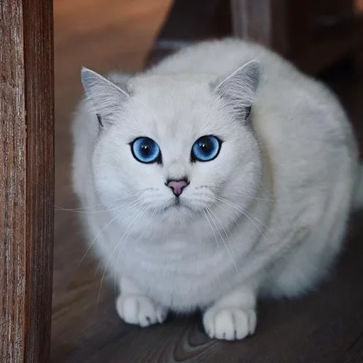 кот коби, британская шиншилла коби, белый голубоглазый кот порода, британская шиншилла коби котята, белая кошка голубыми глазами порода