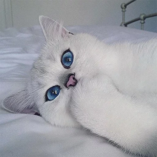 кот коби, голубоглазая кошка, британская шиншилла коби, кошка белая голубыми глазами, кошка голубыми глазами порода