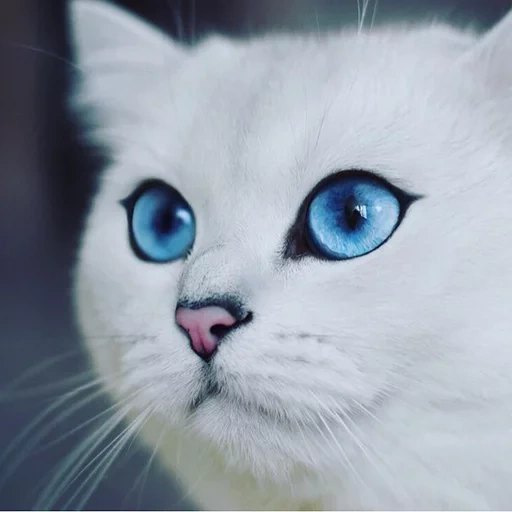 кот коби, кошка голубыми глазами, коби кошка голубыми глазами, кошка голубыми глазами порода, японская порода кошек голубыми глазами