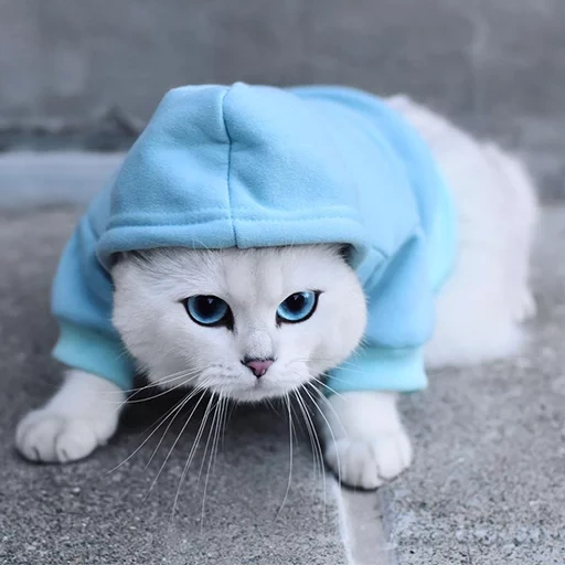 кот коби, кошка коби, кошка капюшоне, котик голубой шапке, милый котик шапочке