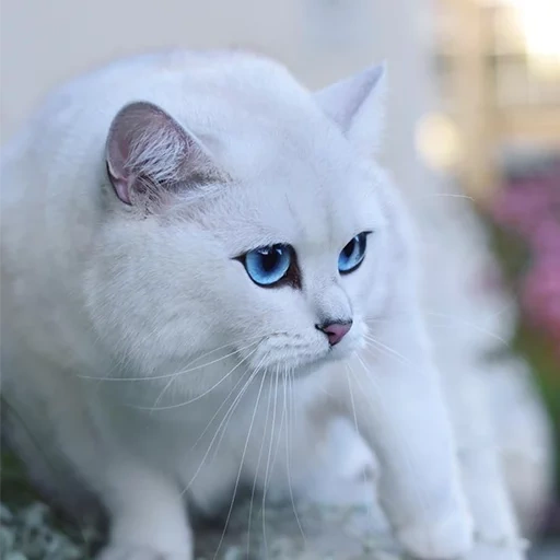 кот коби, белая кошка, кошка голубыми глазами белая, белый голубоглазый кот порода