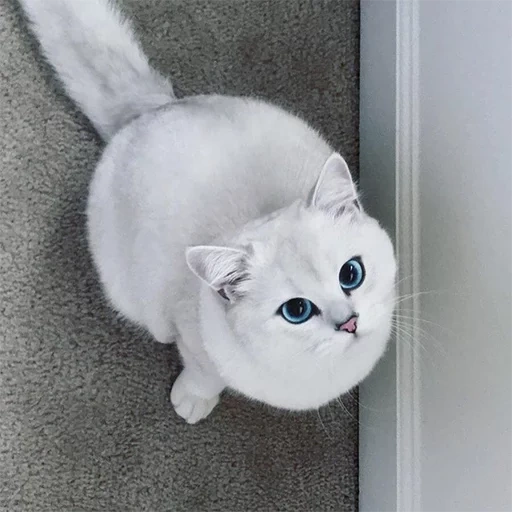 кот коби, кошка коби, кот шиншилла серый, красивая белая кошка