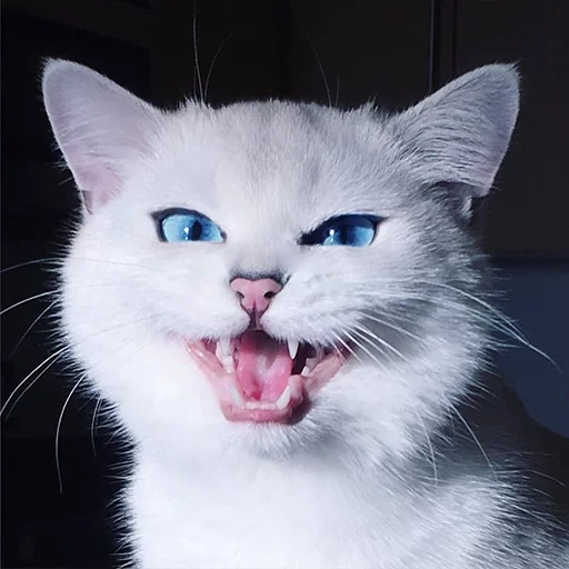 кот коби, злая кошка, белая кошка, злой белый кот, недовольный белый кот