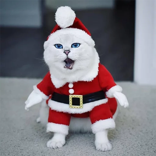 santa paws, хью санта кэт, кот коби новогодний, новогодняя одежда котов, кошки костюме санта клауса