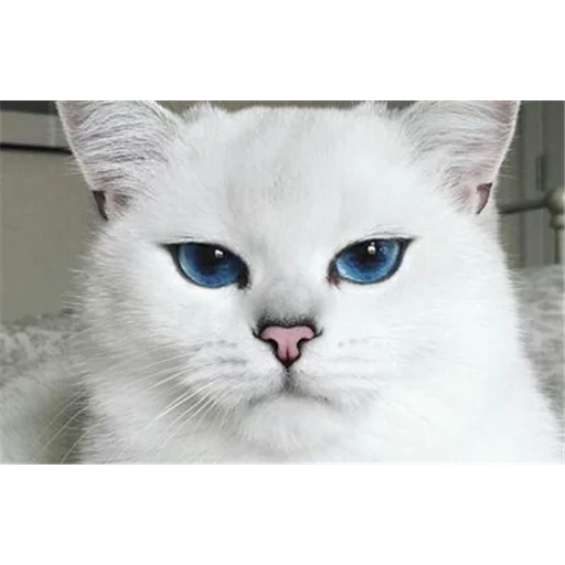 chat kobi, chinchilla point kobi, chat chinchilla siamois, chat blanc aux yeux bleus, chat blanc aux yeux bleus