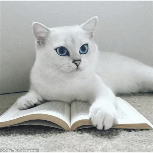 cat kobi, kobi cat, chinchilla point kobi, british chinchilla, white cat with blue eyes of kobi