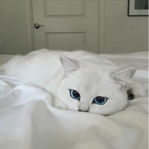 кот коби, белая кошка, белый кот голубыми глазами, белый котик голубыми глазами, кошка голубыми глазами белая