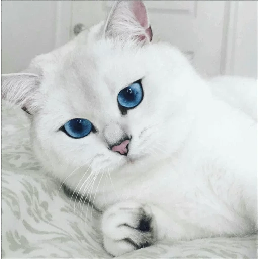 kucing kobi, chinchilla point kobi, british chinchilla kobi, kobi chinchilla inggris putih, tuli kucing putih biru