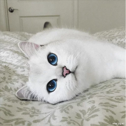 gato kobi, o gato é olhos azuis, gato branco com olhos azuis