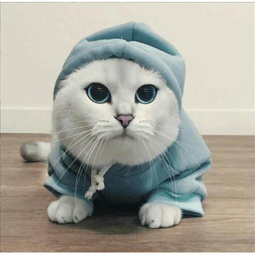 kisa tv, cat kobi, masha kotik, gatti carini, un gatto di un cappello blu