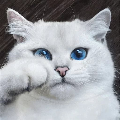 chat kobi, le chat est des yeux bleus, le chat est des yeux bleus, chat blanc aux yeux bleus, chat blanc aux yeux bleus