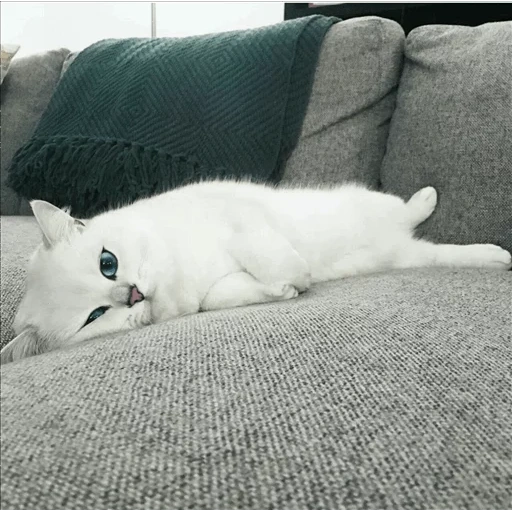 cat, cat, cat, the cat is white, white cat