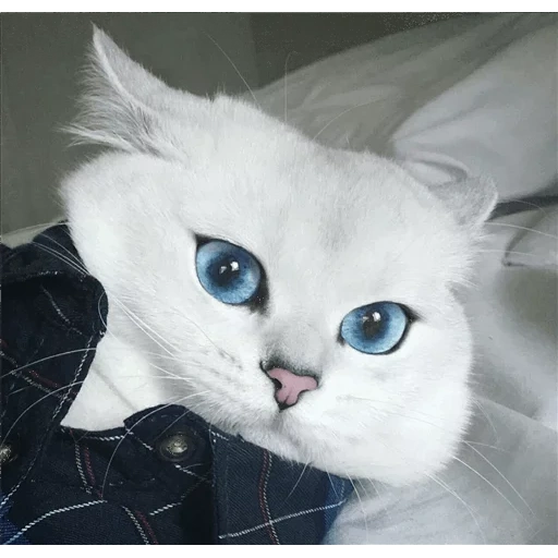 gatos, um gato, gato kobi, kobi cat, gato com lindos olhos