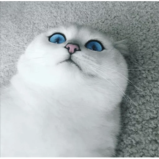 кот, кошка коби, глазастая кошка, голубоглазая кошка, голубоглазый котик коби