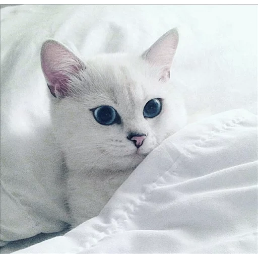 cat kobi, white cat, white cat with blue eyes, cat with blue eyes of the breed, british short haired cat kobi