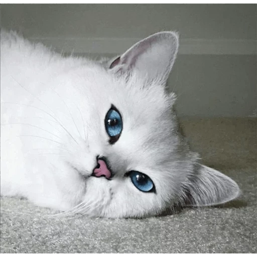 gato kobi, gato kobi, chinchilla británica kobi, gato con ojos azules de la raza