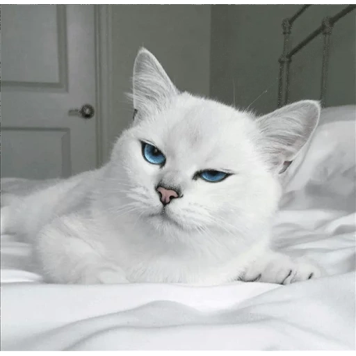 kobi cat, coby fleener, british chinchilla kobi, gatto bianco con gli occhi blu, gatto bianco con occhi blu di kobi