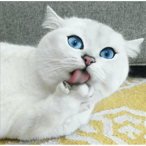 gato kobi, kobi cat, kobi azul eyed, raça kobe de gato, gato branco com olhos azuis