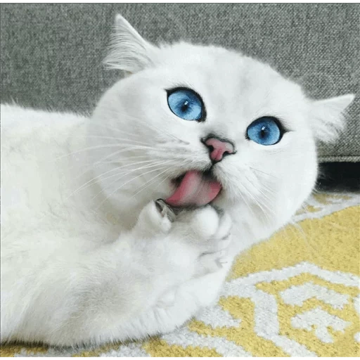 katze kobi, kobi katze, blue eyed kobi, katzenkobe rasse, weiße katze mit blauen augen