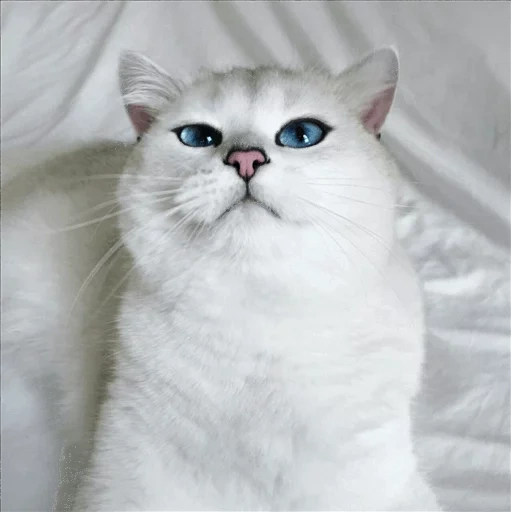 chat, chat, un chat, chinchilla britannique kobi, chat chinchilla argenté