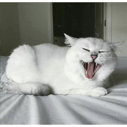 кот, кошка, злой белый кот, животные милые, белый кот зевает