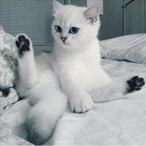 british chinchilla, british chinchilla kobi, british chinchilla cat, silver chinchilla british, albino silver chinchilla point