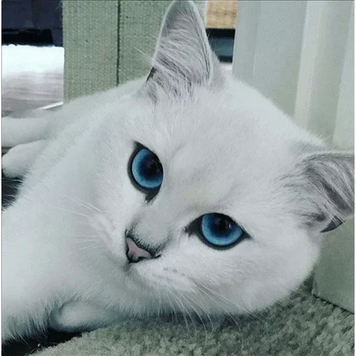 cat kobi, kobi cat, cat with blue eyes of the breed, karina kotelnikova runet chat