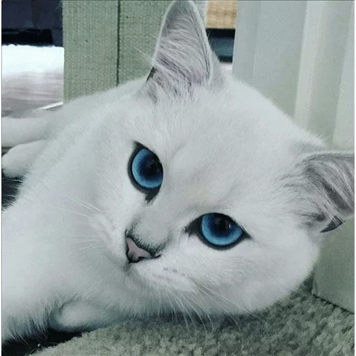 cat kobi, kucing kobi, kucing dengan mata biru breed, karina kotelnikova runet chat