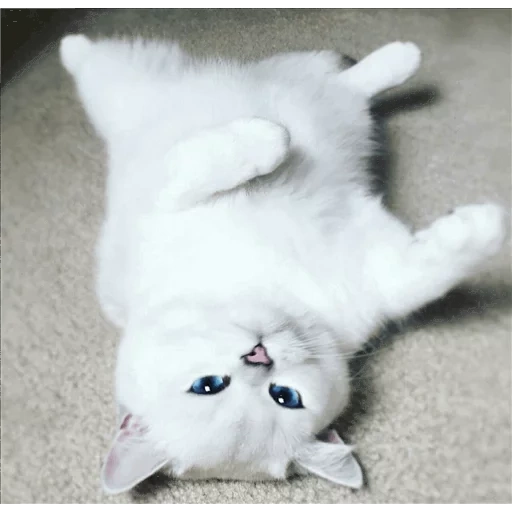 chat kobi, le chat est blanc, chats mignons, cher chat blanc, le chat est blanc