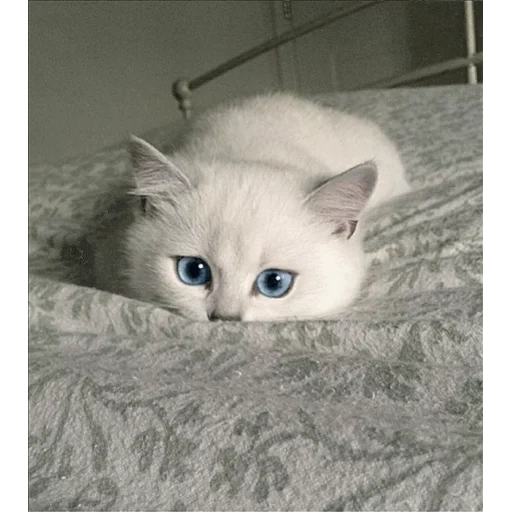 chat kobi, chats mignons, chaton kobi, beaux chats, chat blanc aux yeux bleus