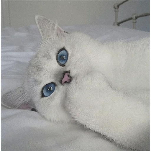 katze kobi, kobi katze, british chinchilla kobi, weiße katze mit blauen augen, die rasse einer katze ist weiß mit blauen augen