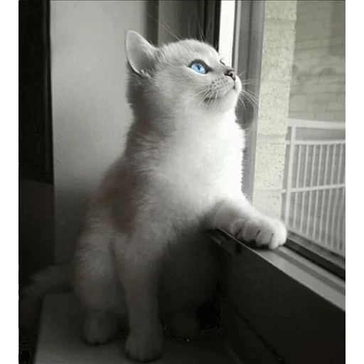 кошка, кошка британская, белый британский кот, британская кошка белая, британец котенок голубоглазый