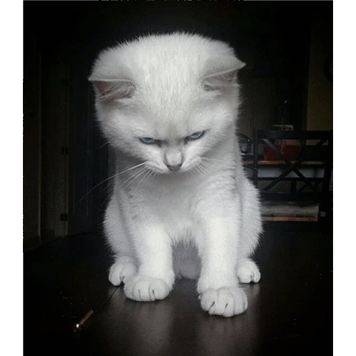 кот, котя, злой котенок, злой милый котик, злой белый котенок