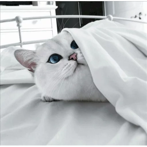 кот коби, кошка коби, белая кошка, милые кошечки, доброе утро белая кошка
