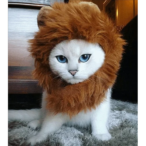 chat, chat kobi, chat lyon, le chat est une crinière de lion, les yeux peints du chat