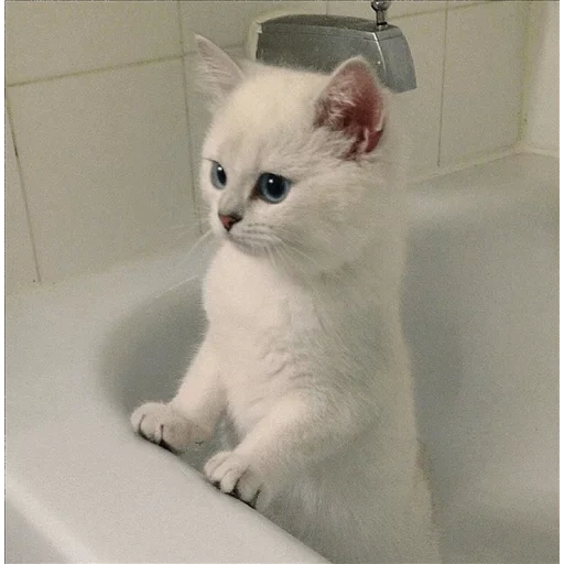 chinchilla point kobi, chinchilla britannico, british chinchilla kobi, chinchilla bianco britannico, silver chinchilla cat