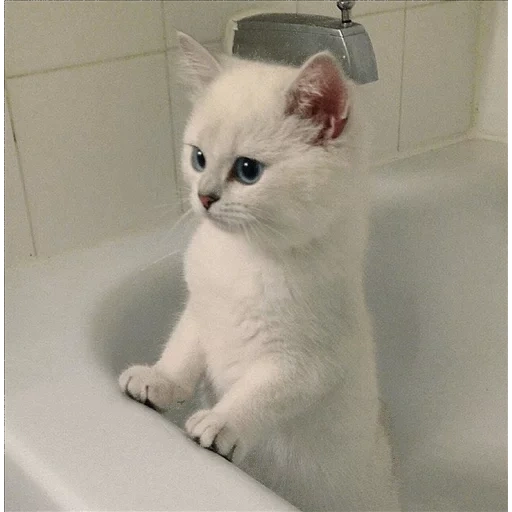 chinchilla point kobi, british chinchilla, british chinchilla kobi, white british chinchilla, silver chinchilla cat