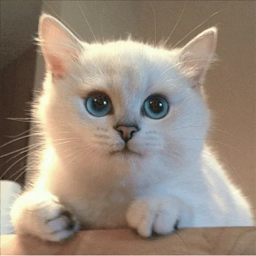cat, cats, cat kobi, kobi cat, blue eyed cat kobi