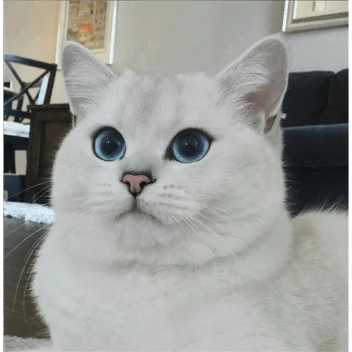 kucing, kucing kobi, chinchilla inggris, british chinchilla kobi, chinchilla inggris putih