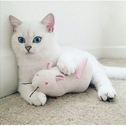 cat kobi, kobi cat, white cat, chinchilla point kobi, british white cat