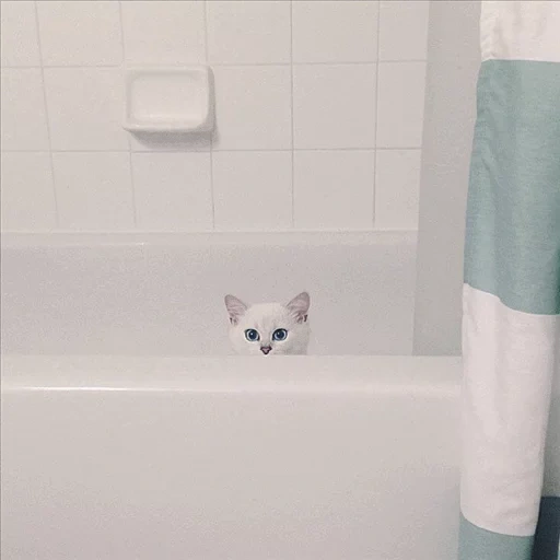 chat, chats, chats, chat kobi, salle de bain de chat blanc